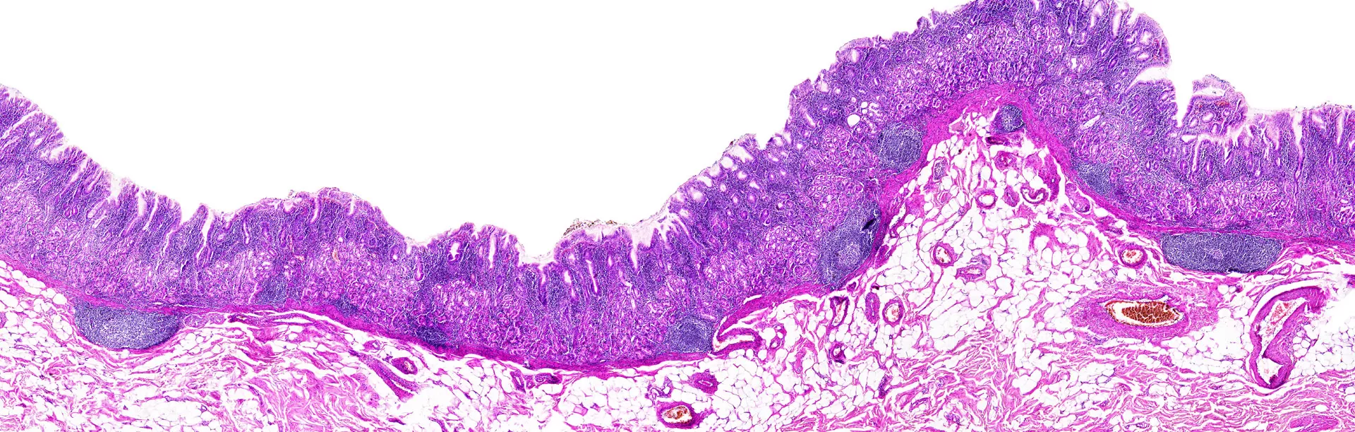 Solusi histologi